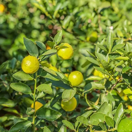 Frühstückspension Giardino Dei Cedri 4*