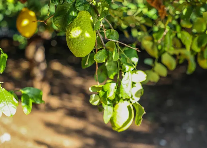 Giardino Dei Cedri فندق مبيت وإفطار تْرابْيا