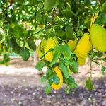 Bed and Breakfast Giardino Dei Cedri 3*