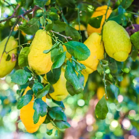 Giardino Dei Cedri 4* Trabia