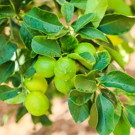 Alojamento de Acomodação e Pequeno-almoço Giardino Dei Cedri