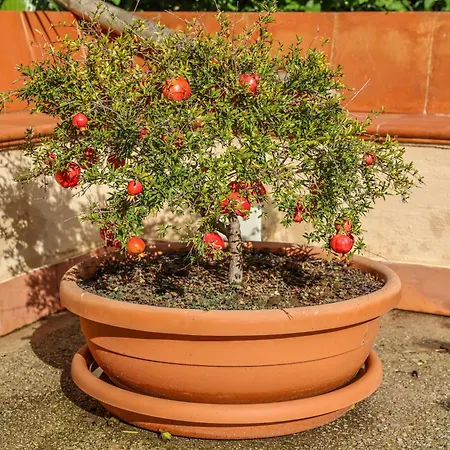 Giardino Dei Cedri *