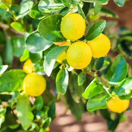 Alojamento de Acomodação e Pequeno-almoço Giardino Dei Cedri Trabia