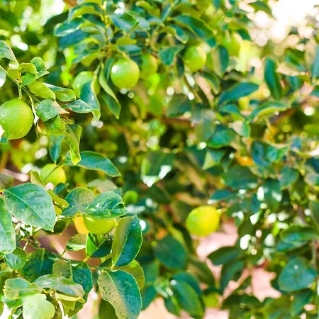 Giardino Dei Cedri Alojamento de Acomodação e Pequeno-almoço Trabia
