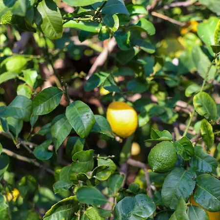 Giardino Dei Cedri Alojamento de Acomodação e Pequeno-almoço 4*
