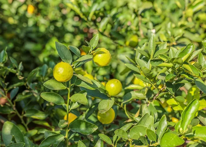Alojamento de Acomodação e Pequeno-almoço Giardino Dei Cedri 4*