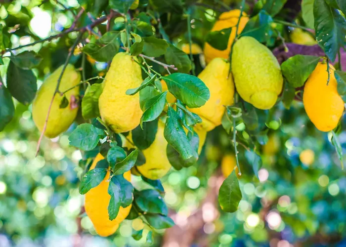 Giardino Dei Cedri 4* Trabia