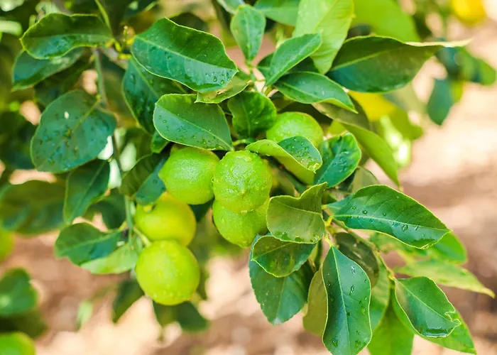 Alojamento de Acomodação e Pequeno-almoço Giardino Dei Cedri