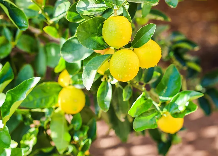 Alojamento de Acomodação e Pequeno-almoço Giardino Dei Cedri Trabia