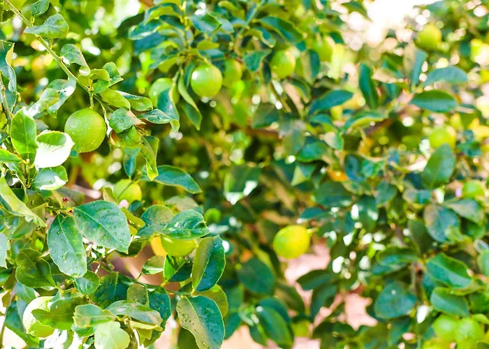 Giardino Dei Cedri Alojamento de Acomodação e Pequeno-almoço Trabia