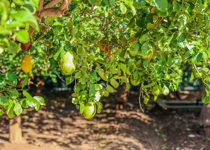 Giardino Dei Cedri Trabia