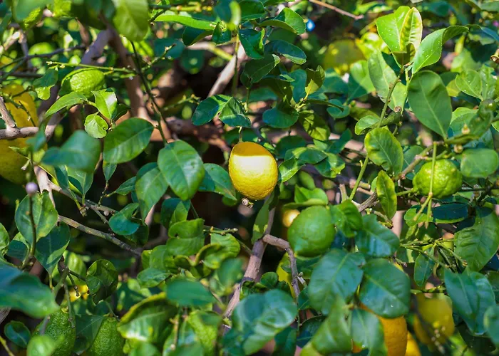 Giardino Dei Cedri 4* Trabia