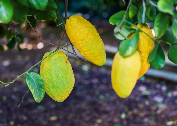 Giardino Dei Cedri 4*