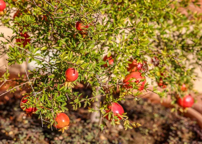 Giardino Dei Cedri Alojamento de Acomodação e Pequeno-almoço 4*