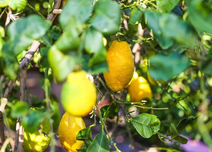 Alojamento de Acomodação e Pequeno-almoço Giardino Dei Cedri Trabia