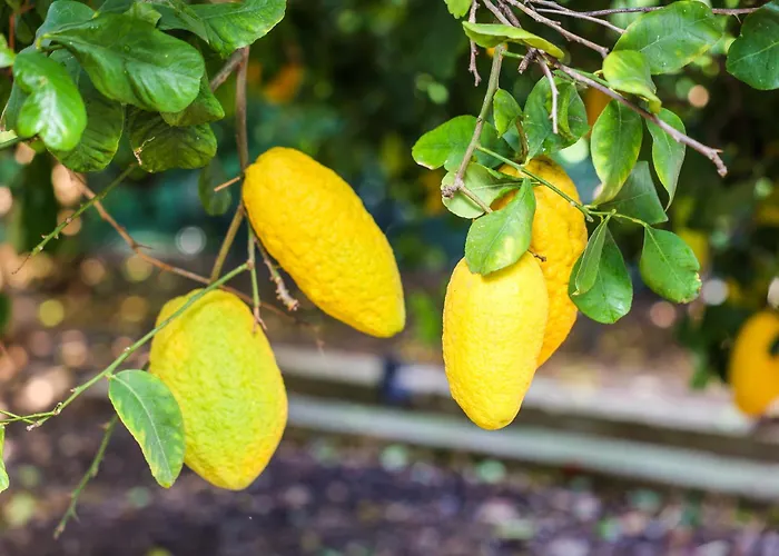 Alojamento de Acomodação e Pequeno-almoço Giardino Dei Cedri 4*