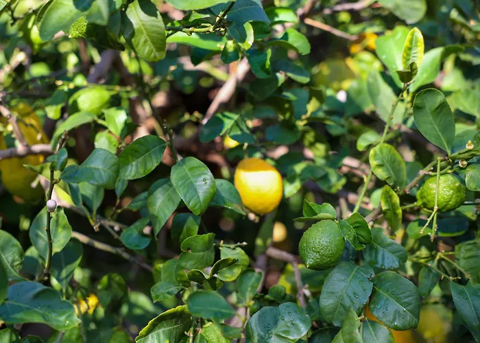 Giardino Dei Cedri Alojamento de Acomodação e Pequeno-almoço 4*